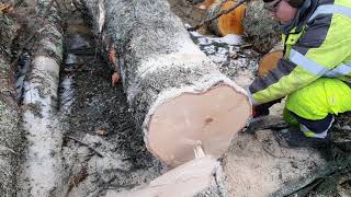 STIHL MS 201 CM chain saw in action [upl. by Shepherd]