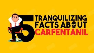 5 Tranquilizing Facts About Carfentanil  Drug Facts You Never Knew  Detox to Rehab [upl. by Attenor]