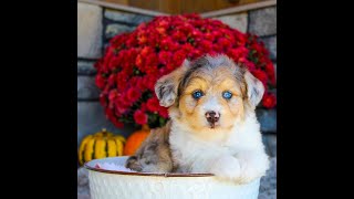 Peter the Mini Aussiedoodle [upl. by Gessner135]