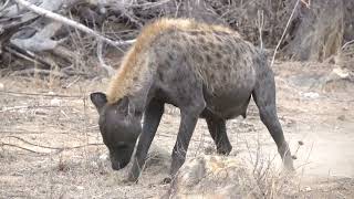 a sighting of a mudcovered Hyena proceeding with its typical behavior [upl. by Ileana]