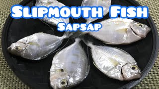 SLIPMOUTH FISH  Sapsap  Fish for Food [upl. by Klapp739]