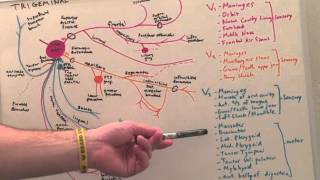 Cranial Nerve V  Anatomy Lecture for Medical Students  USMLE Step 1 [upl. by Sobel]