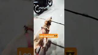 Leo ka bap badmash song music doglover labrador trending [upl. by Arjun]