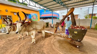 Coconut Oil Making  Traditional Cold Pressed Oil Coconut Oil Extraction [upl. by Ecilegna]