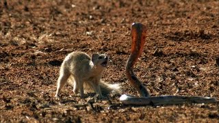 Mongoose Vs Cobra  Smithsonian Channel [upl. by Trever]