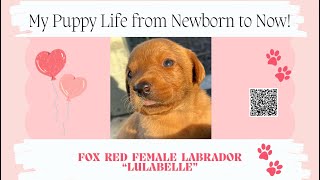 Lulabelles Life from Newborn Baby to Now labpuppies puppies4sale [upl. by Nemra30]