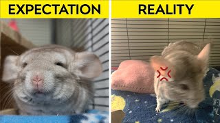 Pet Chinchilla Expectations vs Reality [upl. by Ahsilaf]