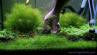 ELEOCHARIS PARVULA Fast Trimming [upl. by Had]