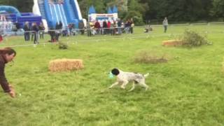 Gundog Scurry 2016 [upl. by Crowell]