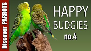 Happy Budgies 4  Budgerigar Sounds to Play for Your Parakeets  Discover PARROTS [upl. by Enomal]