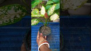 White aglaonema plant new reporting trending reporting shorts [upl. by Acisej]