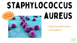 Staphylococcus aureus  Clinical Manifestations and Lab Diagnosis  Microbiology  Medinare [upl. by Neelav]