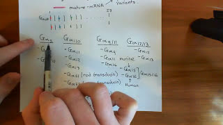 Heterotrimeric G Proteins Part 2 [upl. by Ogir]