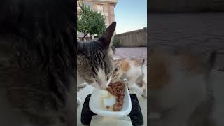 Cat feeding at rc car catfeeding cat cute asmrcatfeeding [upl. by Samanthia]