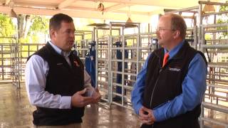 UT Veterinarians Discuss Bull Breeding Soundness Evaluations BSE [upl. by Llezo88]