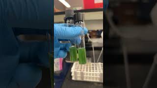 Pseudomonas Aeruginosa Of test with oil and with out check back next week for the results bacteria [upl. by Guthrie]