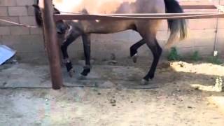 Caballo bailando cajon [upl. by Beffrey]