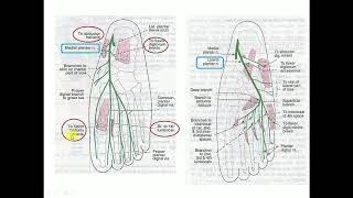 Clinical Anatomy scenariobased problem solving cases  Lower limb1  By Dr Mitesh Dave [upl. by Nesahc]