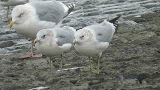 Common Gull Larus canus Stormmeeuw Maasvlakte ZH the Netherlands 22 Nov 2024 16 [upl. by Fillender531]