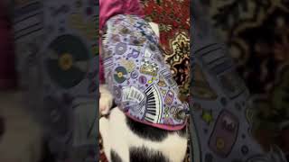 Kıyamam ya kuzum 😻 cat kedisesi catvideos kedi kediaski 🎥bernatprk [upl. by Esther]