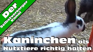 Kaninchen als Nutztiere richtig halten [upl. by Isahella978]