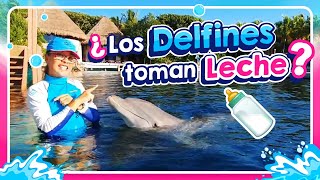 ¿Sabías que los delfines toman leche l Delphinus [upl. by Kee756]