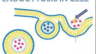 CYTOSIS  TRANSPORT  ENDOCYTOSIS  EXOCYTOSIS  TRANSCYTOSIS  PASSIVE TRANSPORT  ACTIVE TRANSPORT [upl. by Kinghorn]