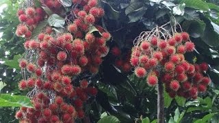 Rambutan Harvesting Nephelium lappaceum [upl. by Julietta]