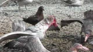 Giant Petrels feasting and fighting [upl. by Ahsuas]