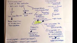 normal hemolysis [upl. by Annuhsal]