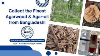 Collect the Finest Agarwood amp Agar Oil from Bangladesh [upl. by Schaper]