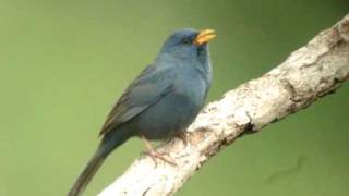 Yellowbilled Blue Finch singing [upl. by Ymot]