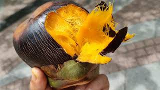 Toddy Palm  Palmyra Palm Borassus flabellifer  foraging the ripe fruits [upl. by Alekram]