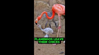 Flamingos Leave Chicks In The Middle Of A Freezing Lake shorts [upl. by Whatley]