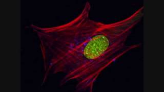 Mesenchymal Stem Cells [upl. by Sheelah]