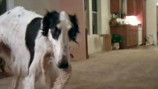 Borzoi goes crazy playing [upl. by Latricia]