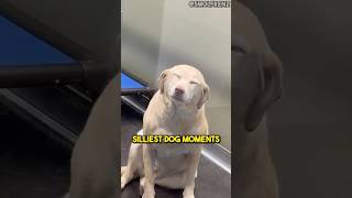 Funny Dog Moments Top 3 Silliest Dogs 🐕🤪shorts dog funnydogfails funny doglover [upl. by Hotze]