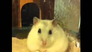 Hamster futtert Popcorn [upl. by Trebliw]