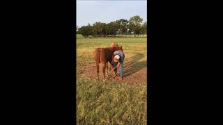 Clinton Anderson Training Young Horses to Stand for the Farrier  Downunder Horsemanship [upl. by Eckardt]