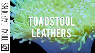 Sarcophyton Toadstool Leather Corals [upl. by Freeland402]