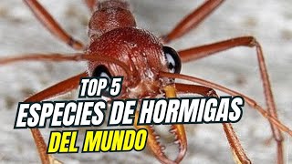 5 especies de hormigas 🐜🌍 [upl. by Oremodlab794]