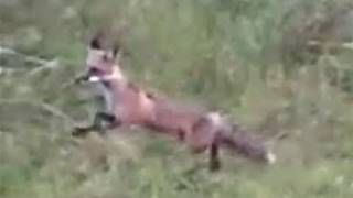 WILD RED FOX HUNTS KILLS BURIES PREY AND HUNTS FOR MORE [upl. by Assenahs]