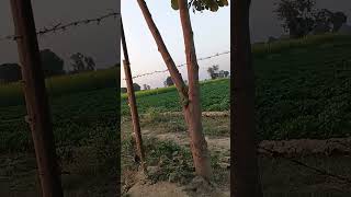 song hindutemple Ajay Singh vilong video like comment share view subscriber [upl. by Mensch]