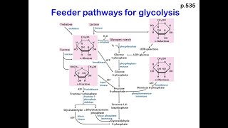 Feeder pathways of glycolysis disaccharides and polysaccharides breakdown pathway [upl. by Elocon531]