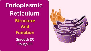 Endoplasmic Reticulum Structure and Function  Cell [upl. by Cram]