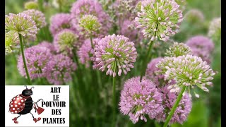 Jardinage Allium sativum Millenium Taille et entretien Plante vivace [upl. by Barolet8]