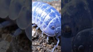 Isopods explained nature isopods animals [upl. by Magill640]