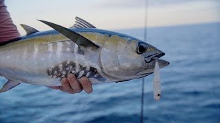 Topwater Blackfin Tuna  Charter Grade Poppers [upl. by Corabel157]