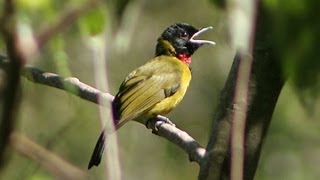 Burung Master  Samyong Asli Hutan Liar Bare Throated Whistler [upl. by Notkcorb]