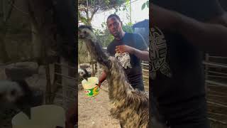 Emus wildlife birds nature greenfingerswi wildlifenigeria [upl. by Drais74]